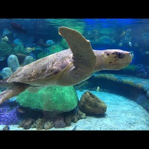 Meet your Posher, Riley